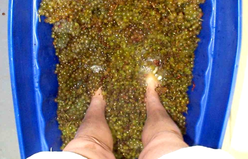 Stompin' Grapes!