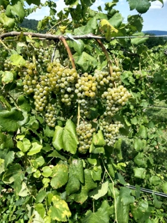 Viognier Clusters