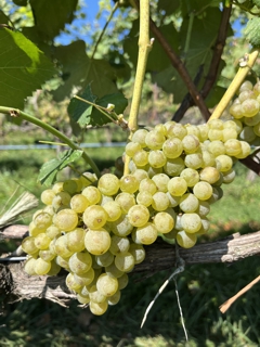 Albariño Cluster