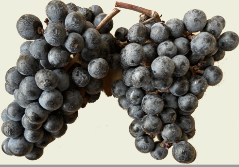 Norton Grape Clusters