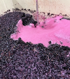 Fermenting Tinta Cão (Portuguese Variety)