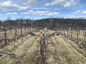 Winter Dormant Vines