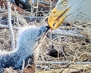 Rosa Feeding her Chick