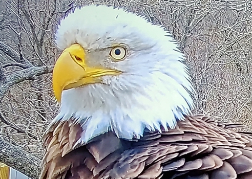 Meet Martin, the Greenway Eagle