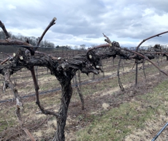 Pruned Norton Vines