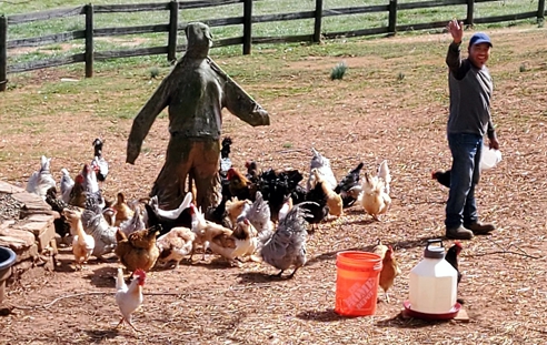 Francisco Gives the Chickens Their Treat