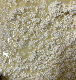 Curds & Whey