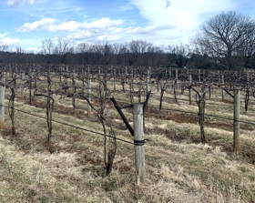 The Vines are Ready for Spring