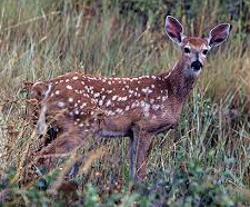 Fawn in Front Field