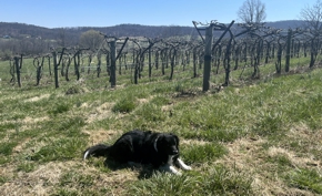 Max Taking a Break in the Vineyard