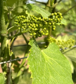 Vines are Ready to Flower