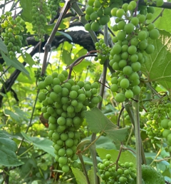 Baby Grapes!