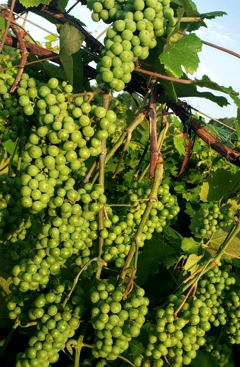 Beautiful Grape Clusters