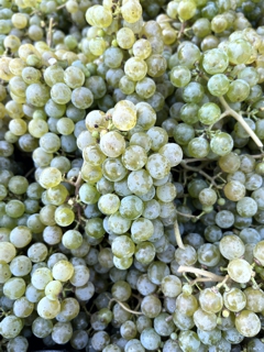 Albariño for Verde