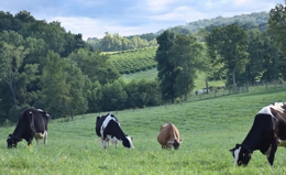 Our Grazing Cows