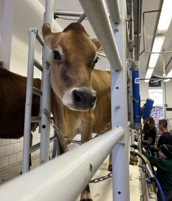 Jersey in Milking Parlor