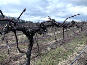 Old Dormant Vine