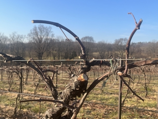 Pre-Pruned Vine