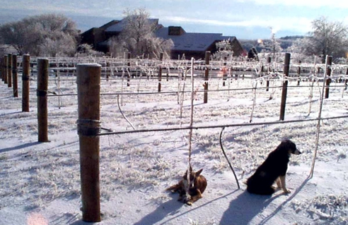 First Winter Vines w/ Norton & Treixadura