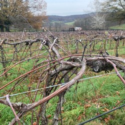 Pruned Vines - Blocks 8