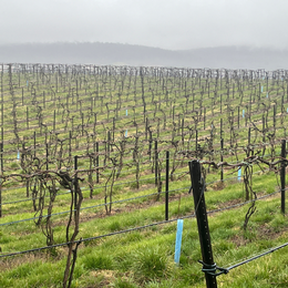 Spring in the Vineyard