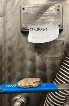 2023 Albarino in Tank