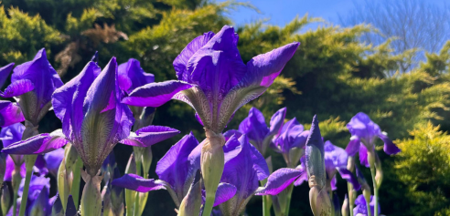 Purple Irises