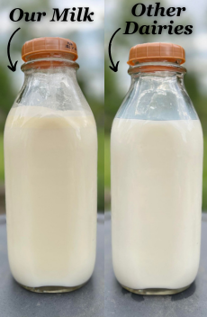 Milk Comparison
