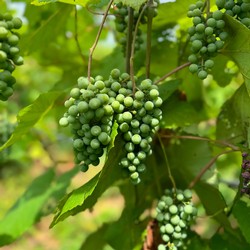 Norton Grapes in Bunch Close