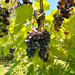 Norton Grapes at Veraison