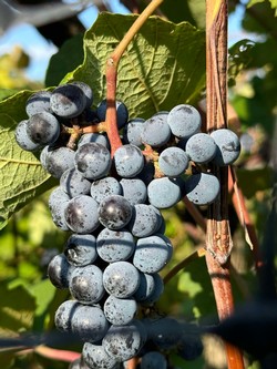 Norton Grapes in the Vineyard
