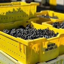U-Pick Norton Grape Haul