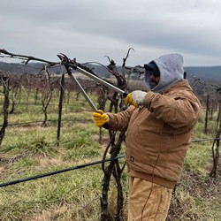 Winter Pruning