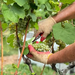 Hill Block Albariño