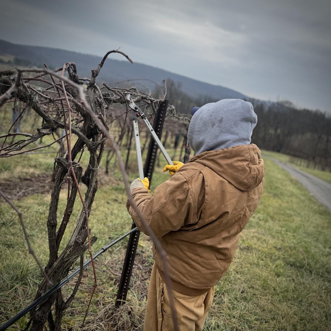 Pruning