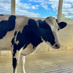 Happy National Dairy Month from a Locksley Gal