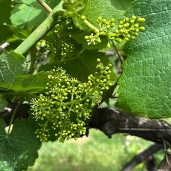 Flowering Albariño Vines