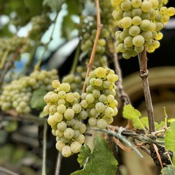 Albariño Harvest