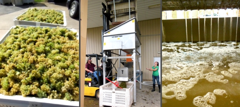 Harvest on the Crushpad