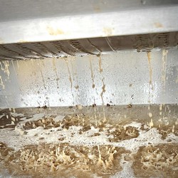 Petit Manseng Harvest