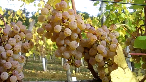 Ripe Petit Manseng