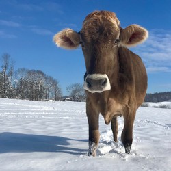 Locklsey Cow in Pasture