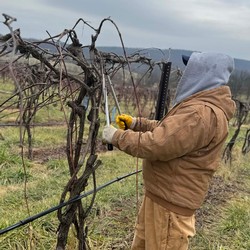 Pruning in the Vineyard