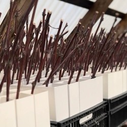 Vine Cuttings in the Greenhouse
