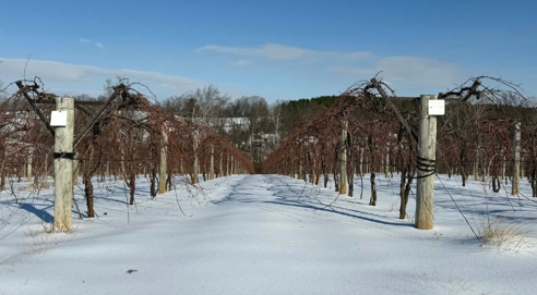 Snow in the Vineyard