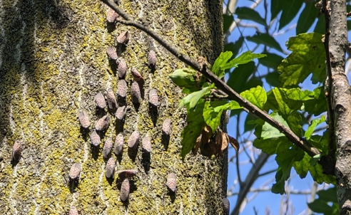 SLF on Tree of Heaven