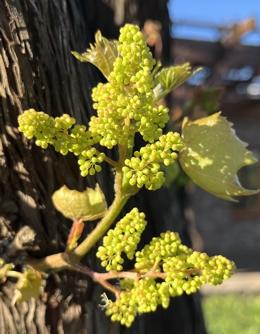 Little Flowers on ADC Trellis