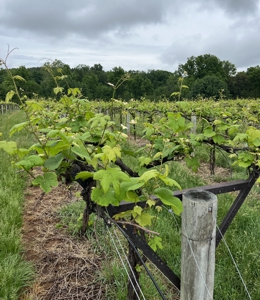 Petit Manseng Shoots