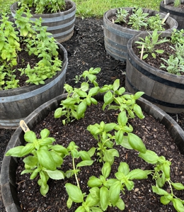 Herb Planter at The ADC