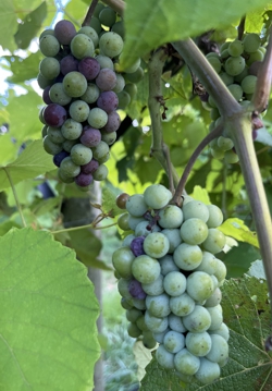Fruit Veraison